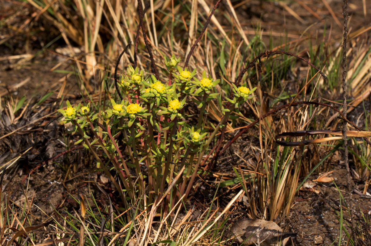 Euphorbia cyparissioides
