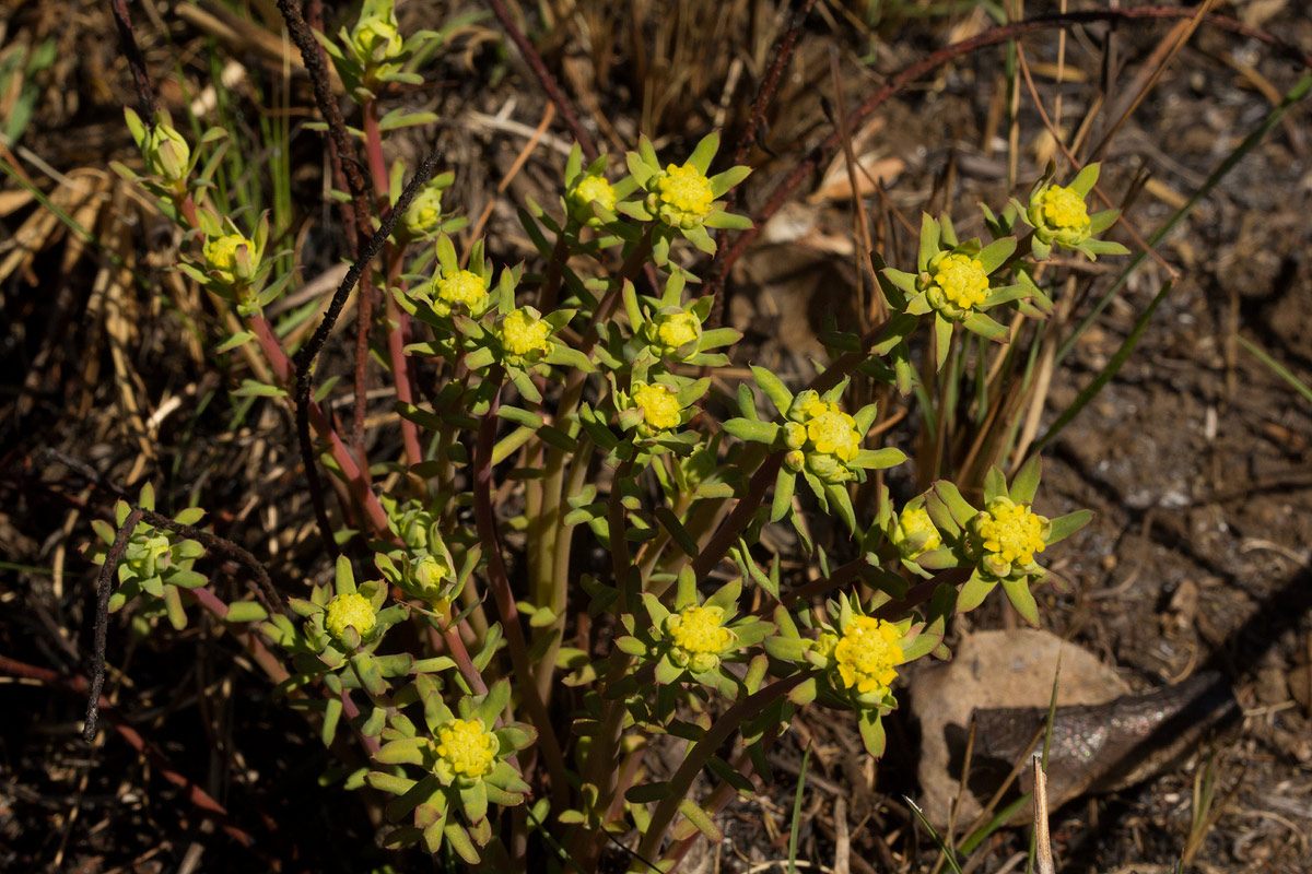 Euphorbia cyparissioides
