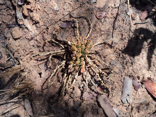 Euphorbia decidua