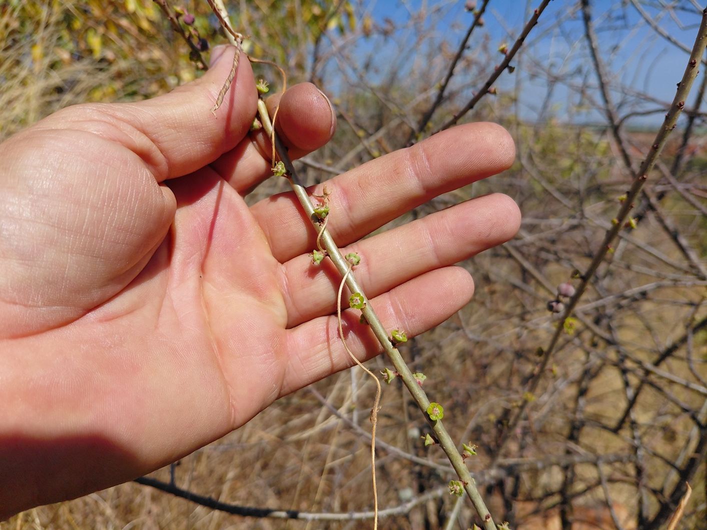 Euphorbia espinosa