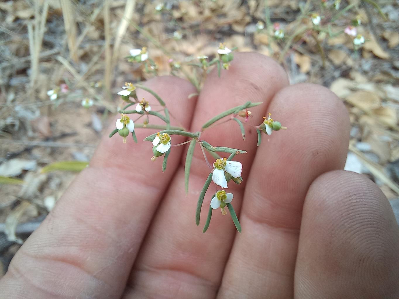 Euphorbia eylesii Euphorbia eylesii