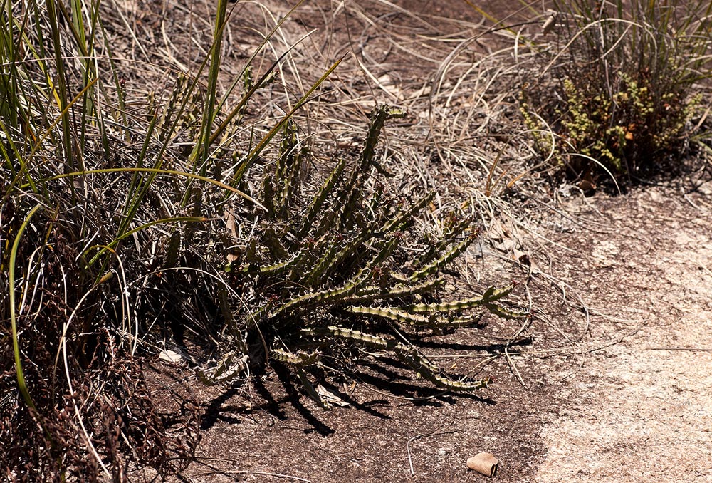 Euphorbia griseola subsp. griseola Euphorbia griseola subsp. griseola