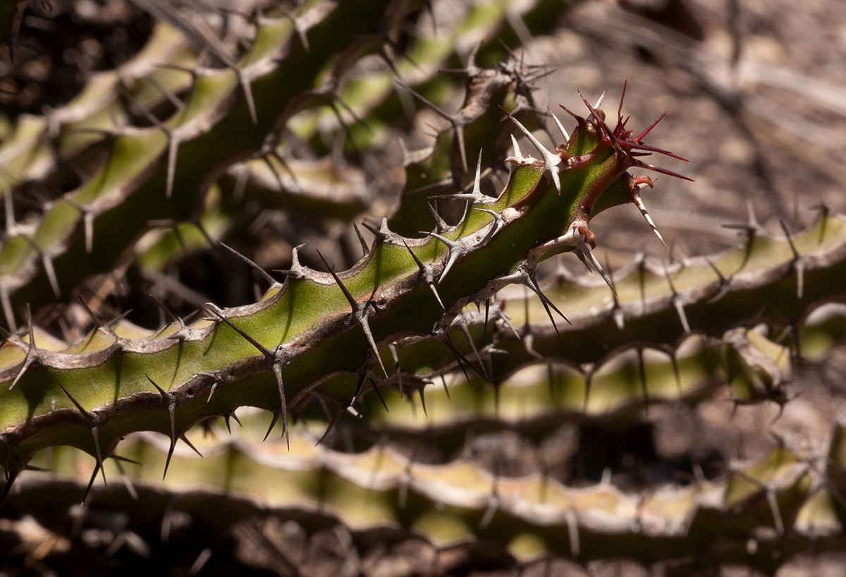 Euphorbia griseola subsp. griseola