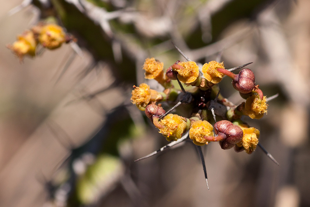 Euphorbia griseola subsp. griseola