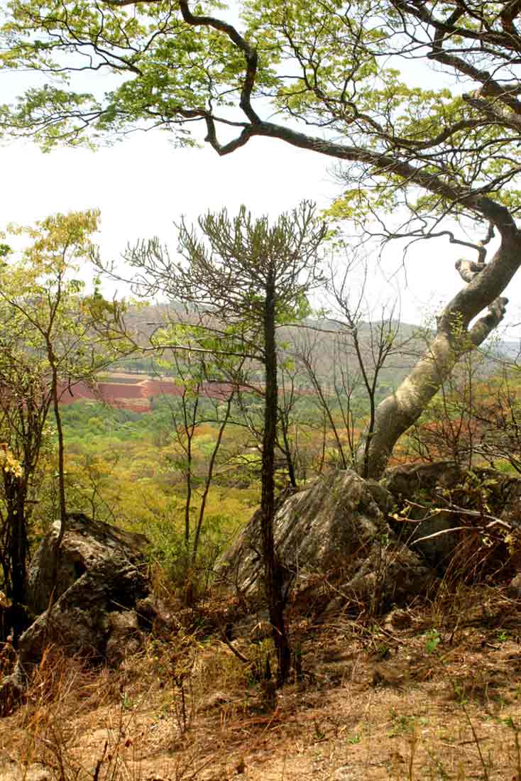 Euphorbia griseola subsp. mashonica