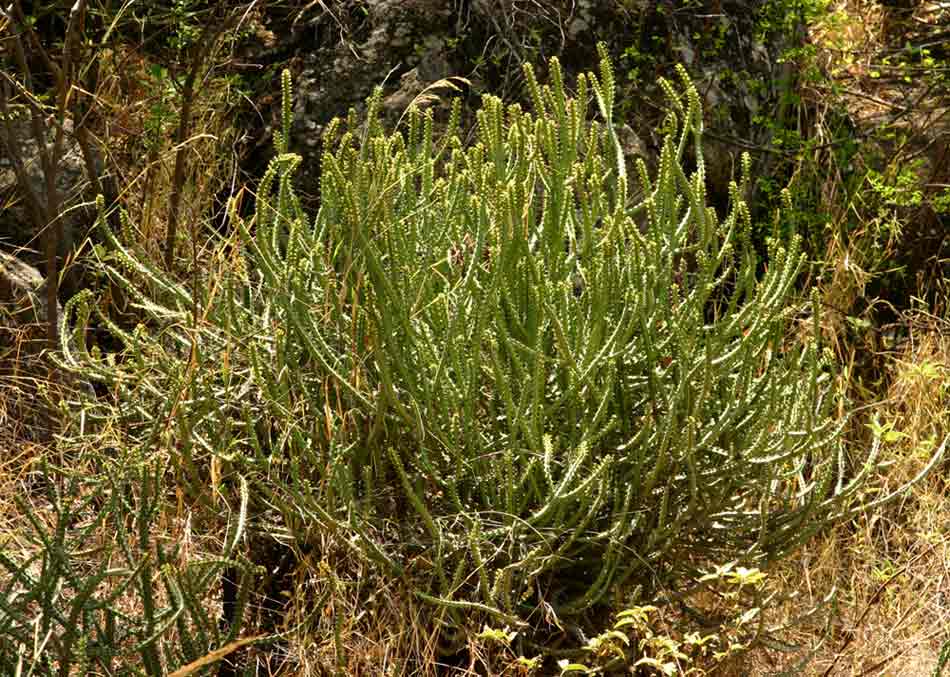 Euphorbia griseola subsp. mashonica