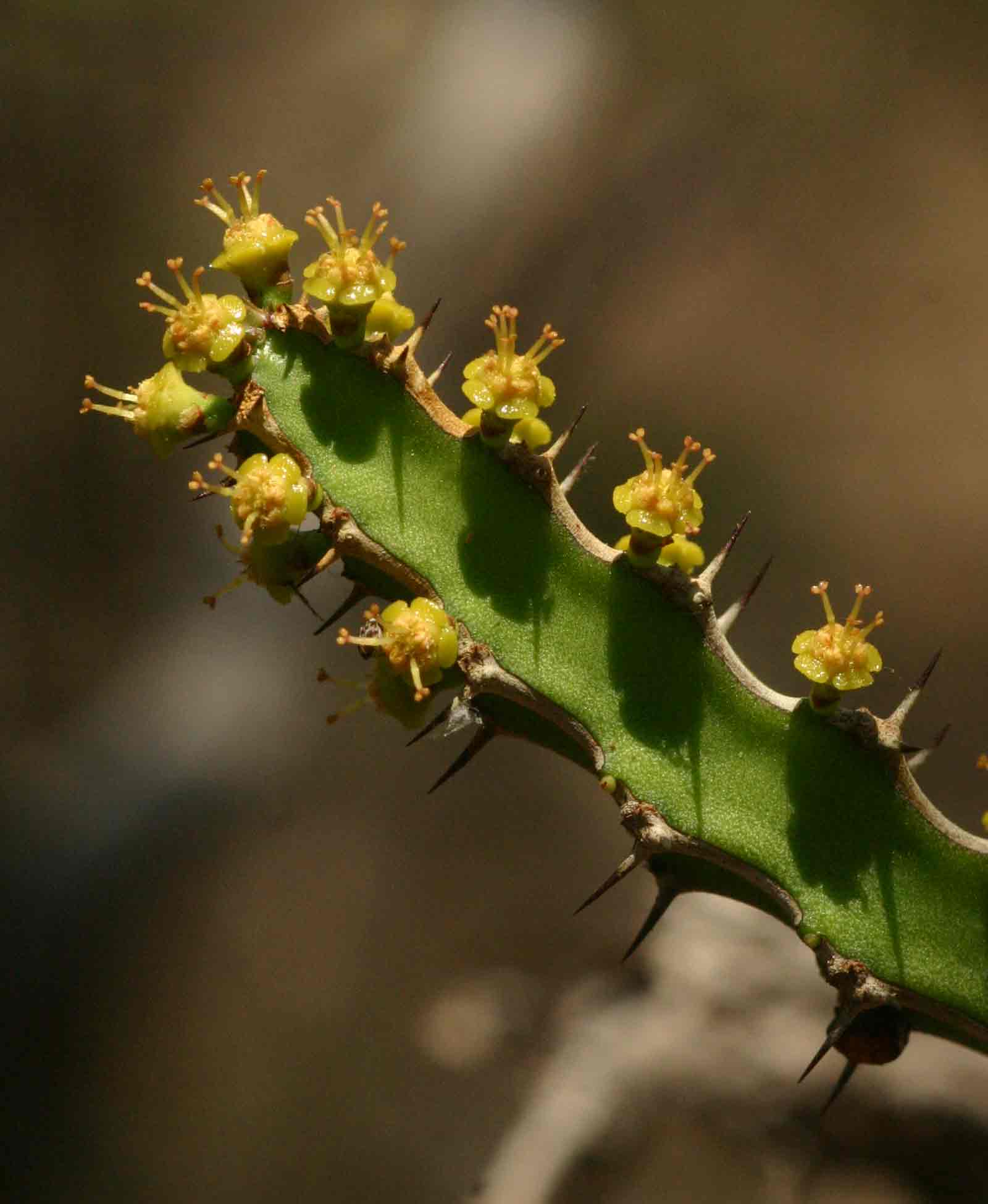 Euphorbia griseola subsp. mashonica