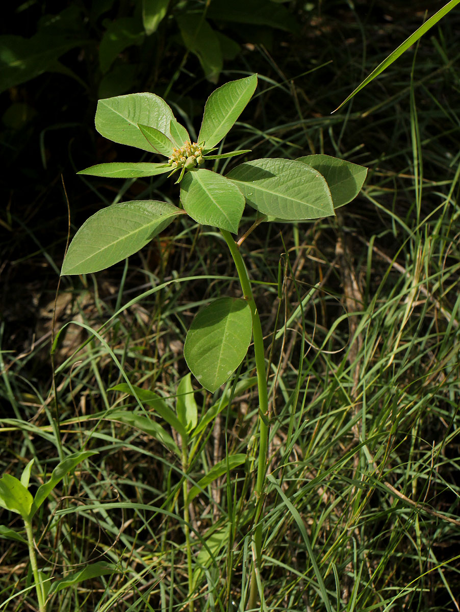 Euphorbia heterophylla Euphorbia heterophylla