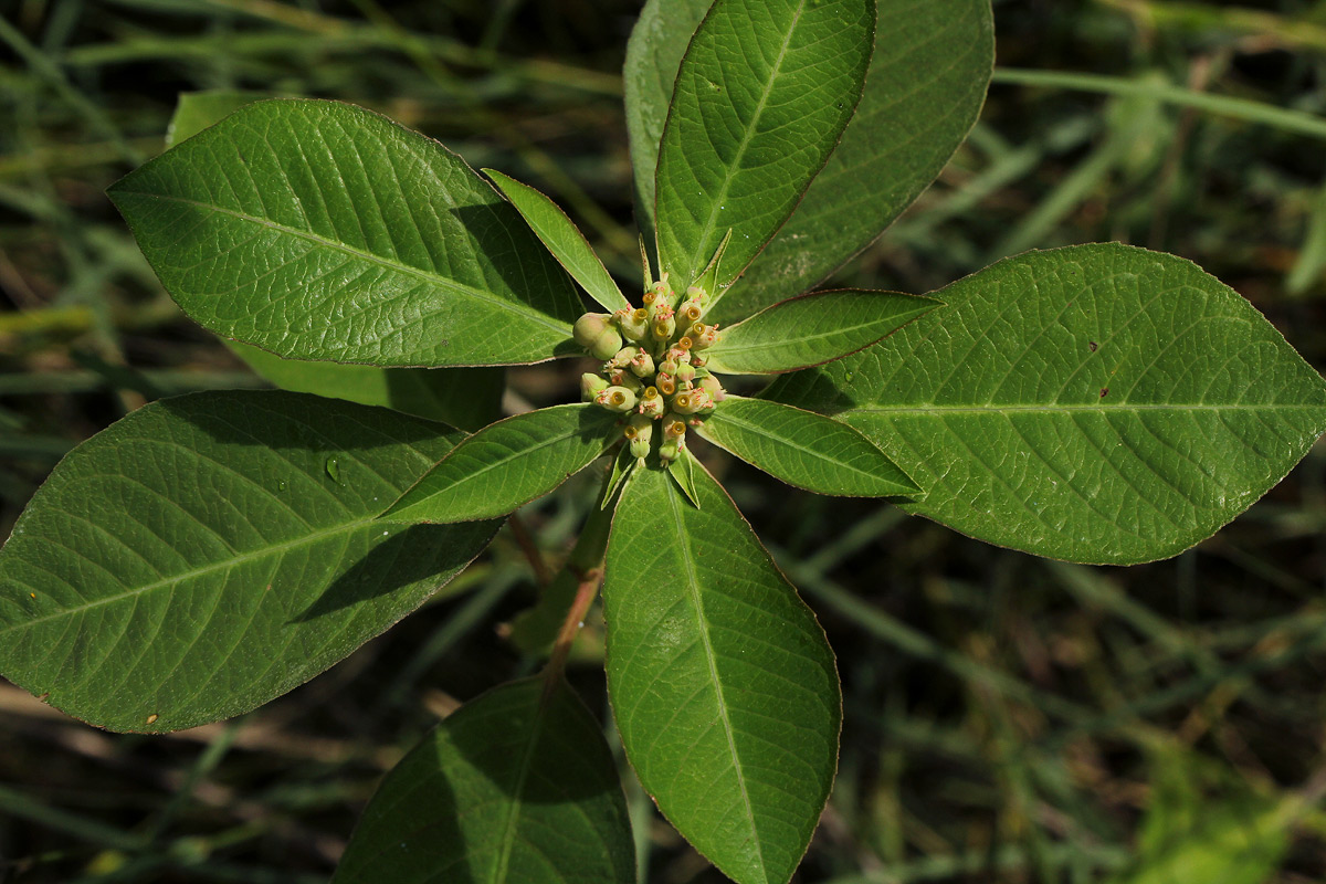 Euphorbia heterophylla