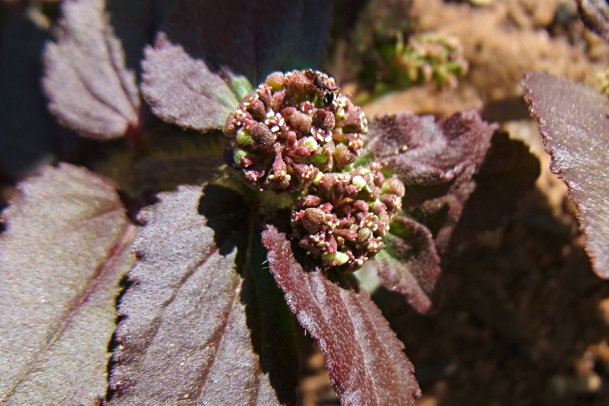 Euphorbia hirta