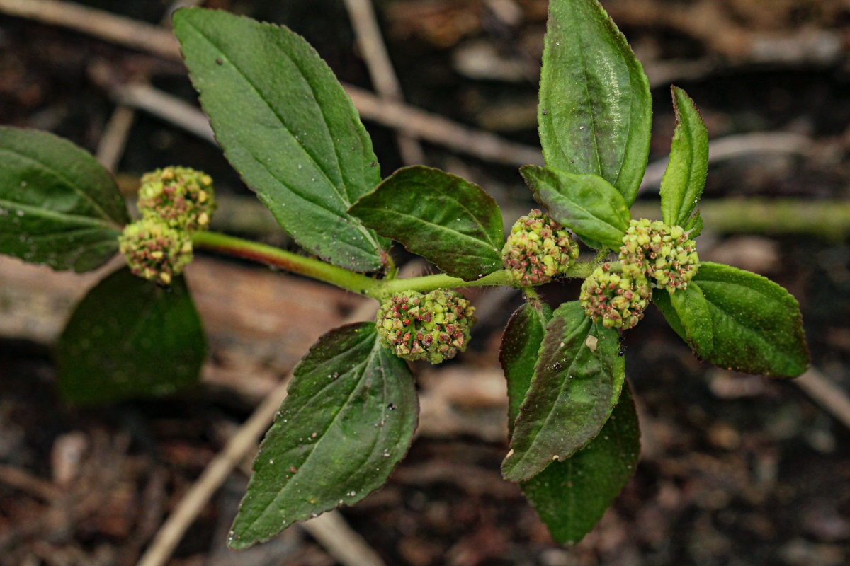 Euphorbia hirta