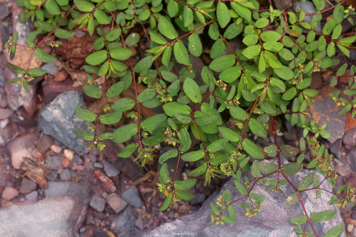 Euphorbia indica Euphorbia indica