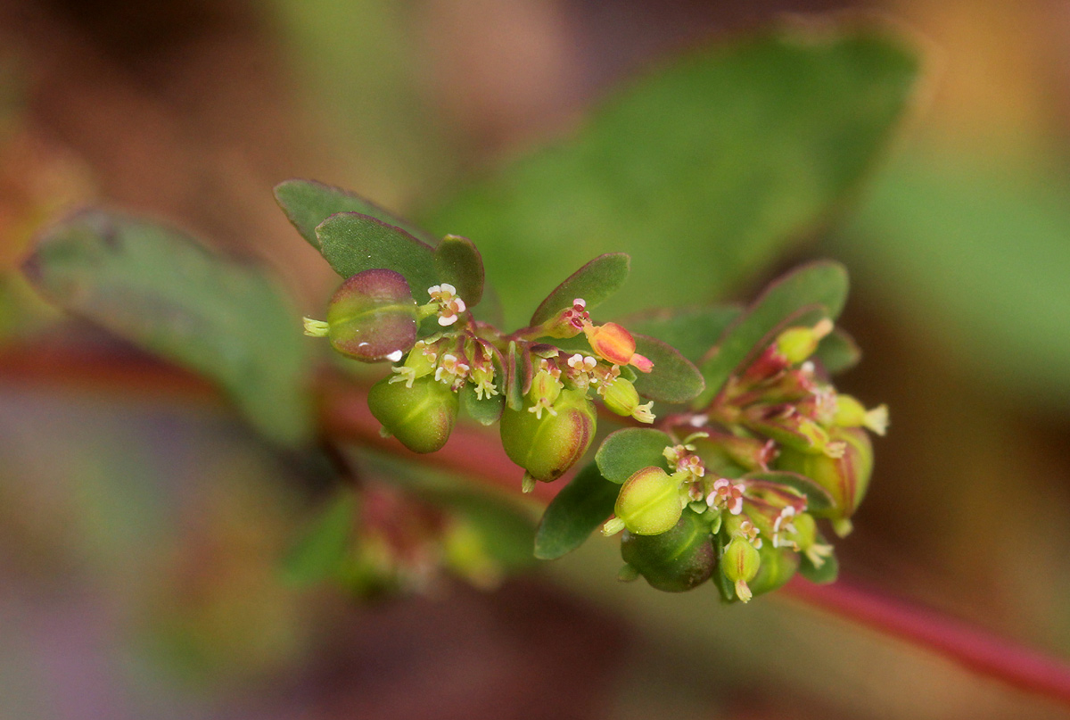 Euphorbia indica Euphorbia indica