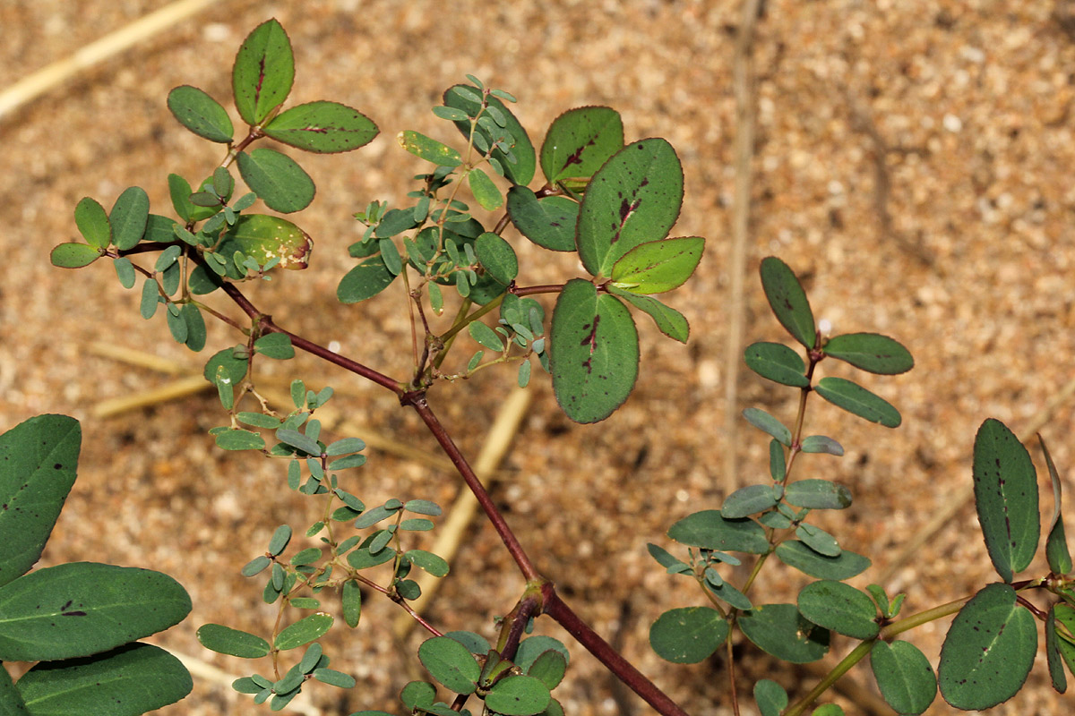Euphorbia indica Euphorbia indica