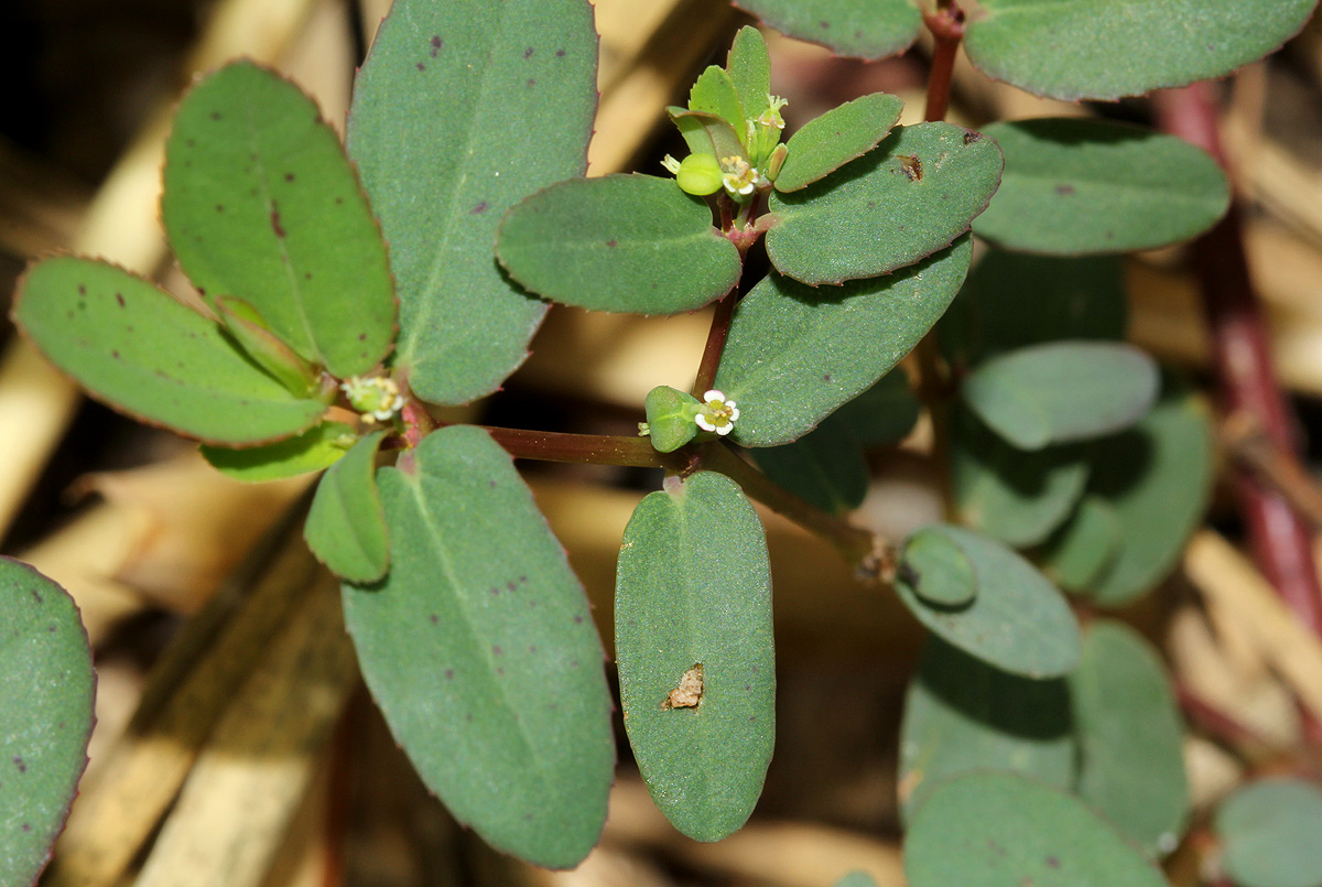 Euphorbia indica