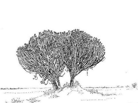 Euphorbia ingens Euphorbia ingens