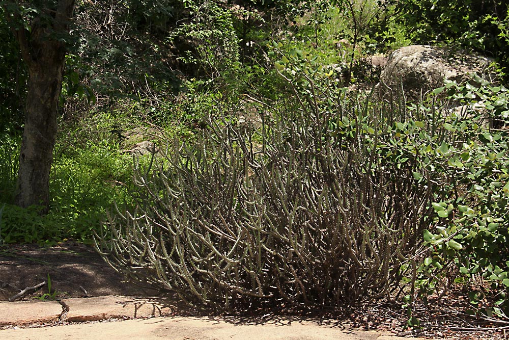 Euphorbia malevola Euphorbia malevola