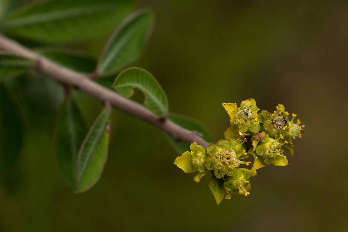 Euphorbia matabelensis