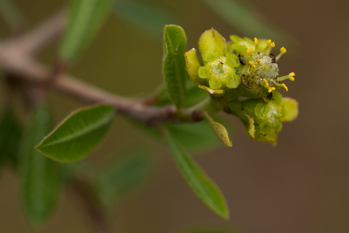 Euphorbia matabelensis Euphorbia matabelensis