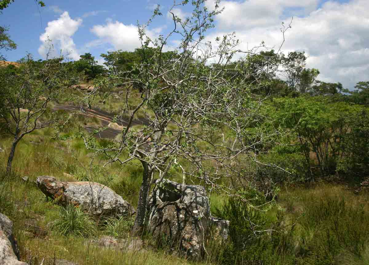 Euphorbia matabelensis