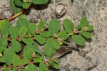 Euphorbia mossambicensis