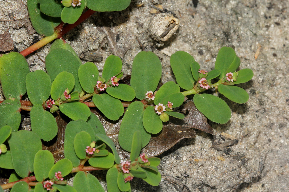 Euphorbia mossambicensis