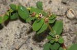 Euphorbia mossambicensis