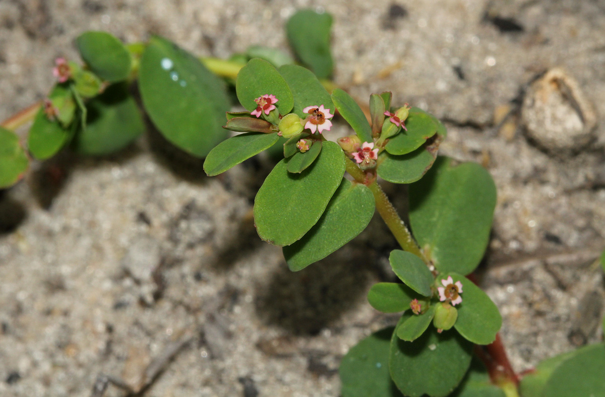 Euphorbia mossambicensis