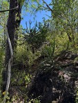 Euphorbia persistentifolia