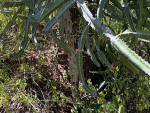Euphorbia persistentifolia