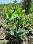 Euphorbia platycephala