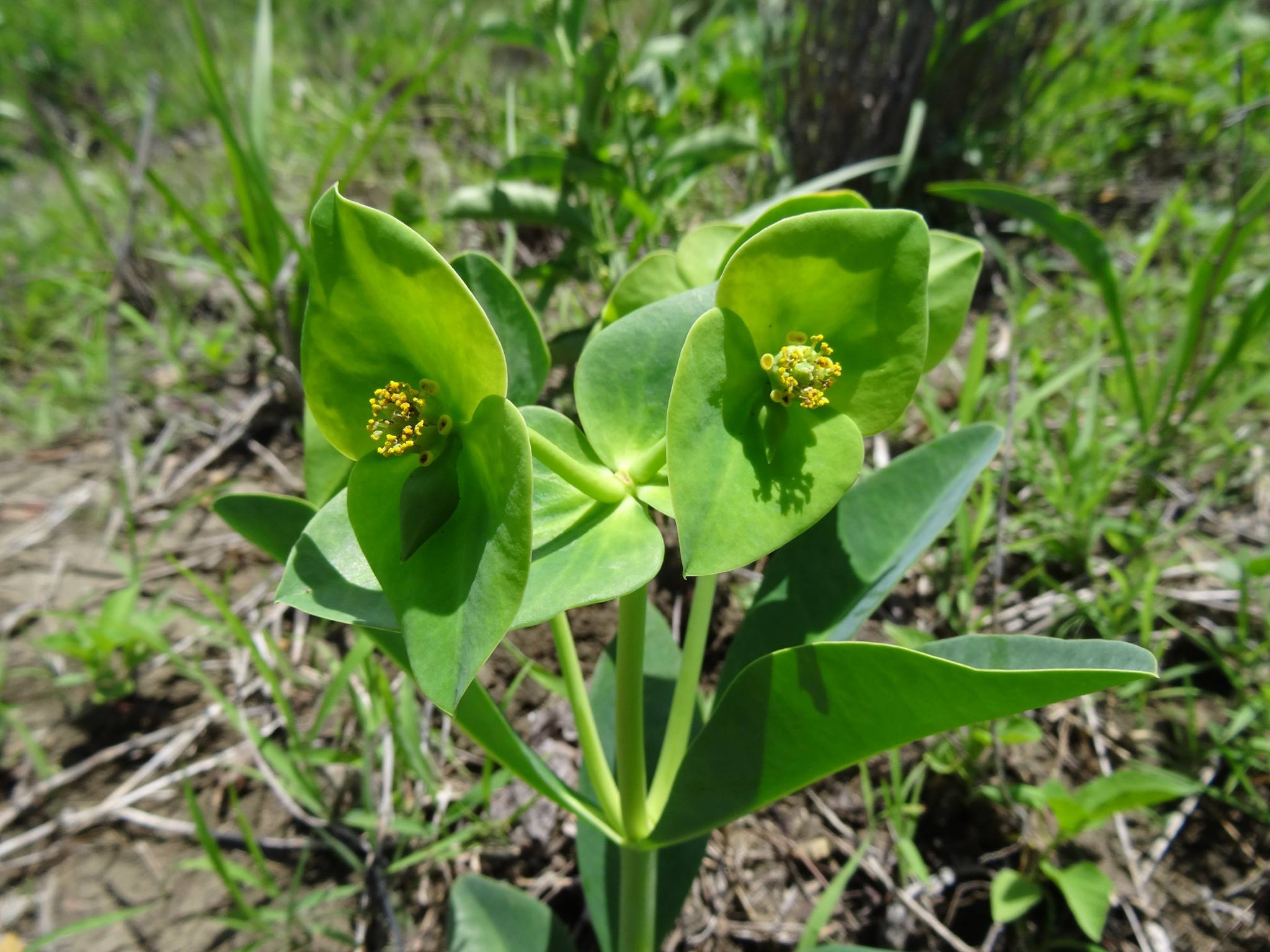 Euphorbia platycephala