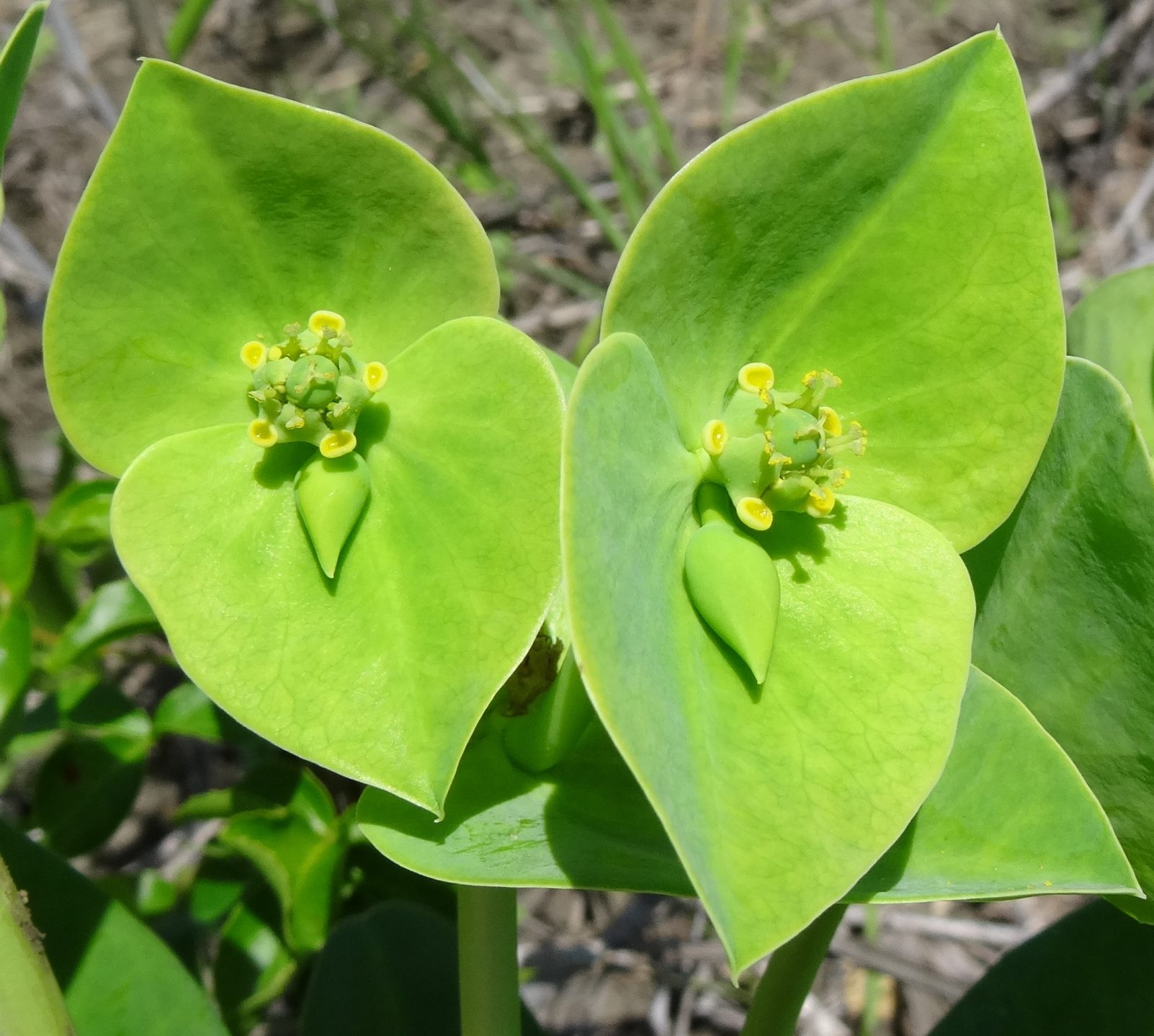 Euphorbia platycephala