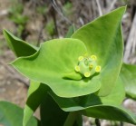 Euphorbia platycephala