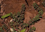 Euphorbia prostrata