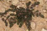 Euphorbia prostrata