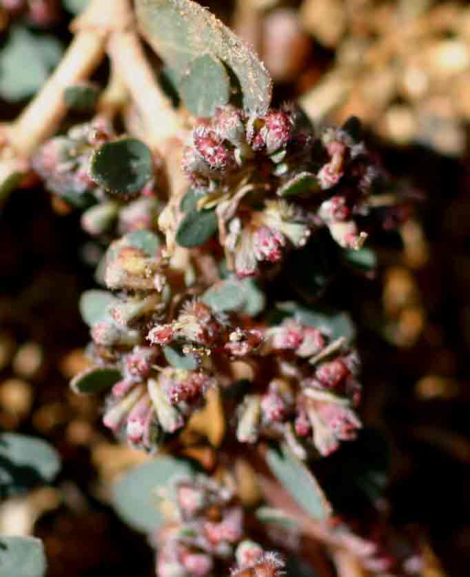 Euphorbia prostrata