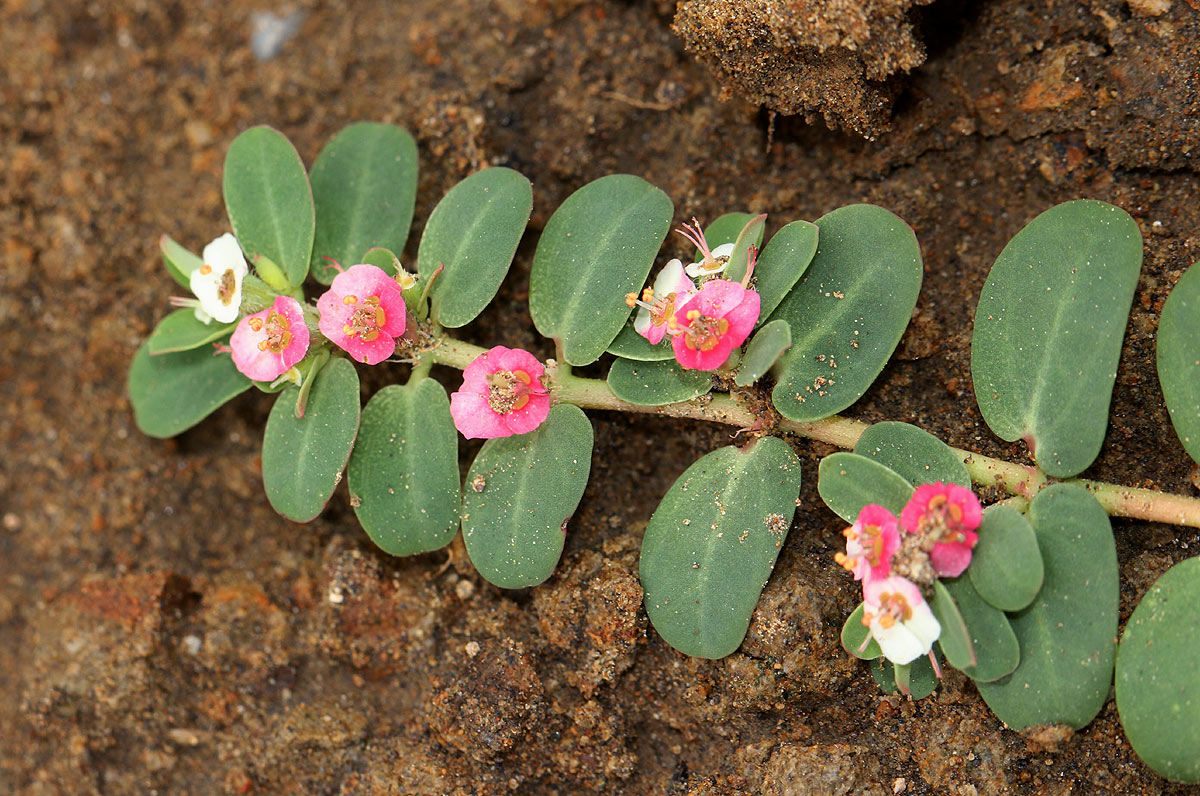 Euphorbia rubriflora