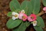 Euphorbia rubriflora