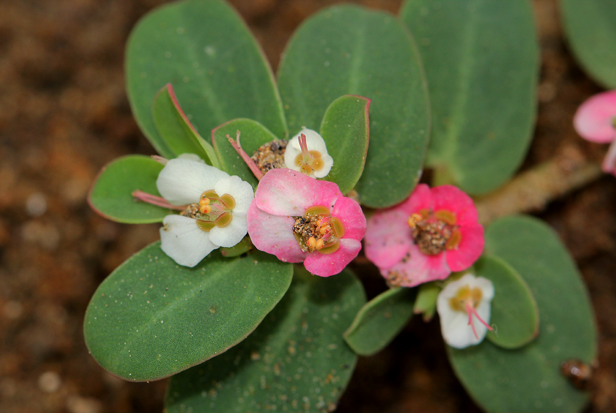 Euphorbia rubriflora