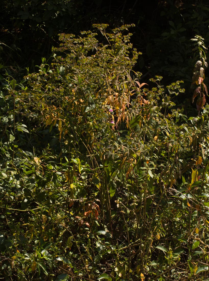 Euphorbia schimperiana var. pubescens