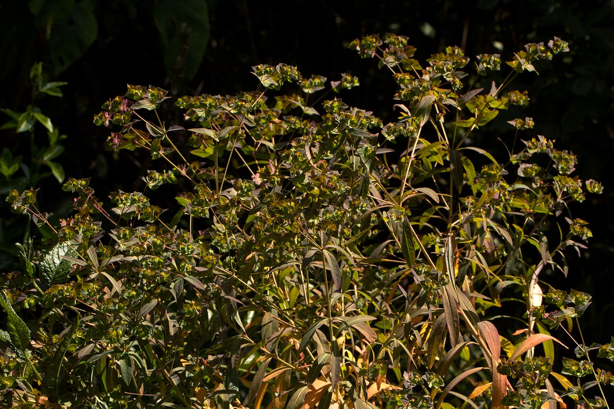 Euphorbia schimperiana var. pubescens