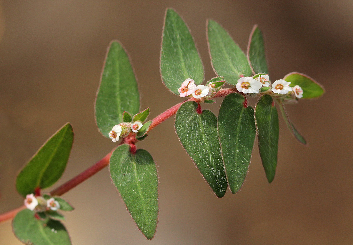 Euphorbia tettensis