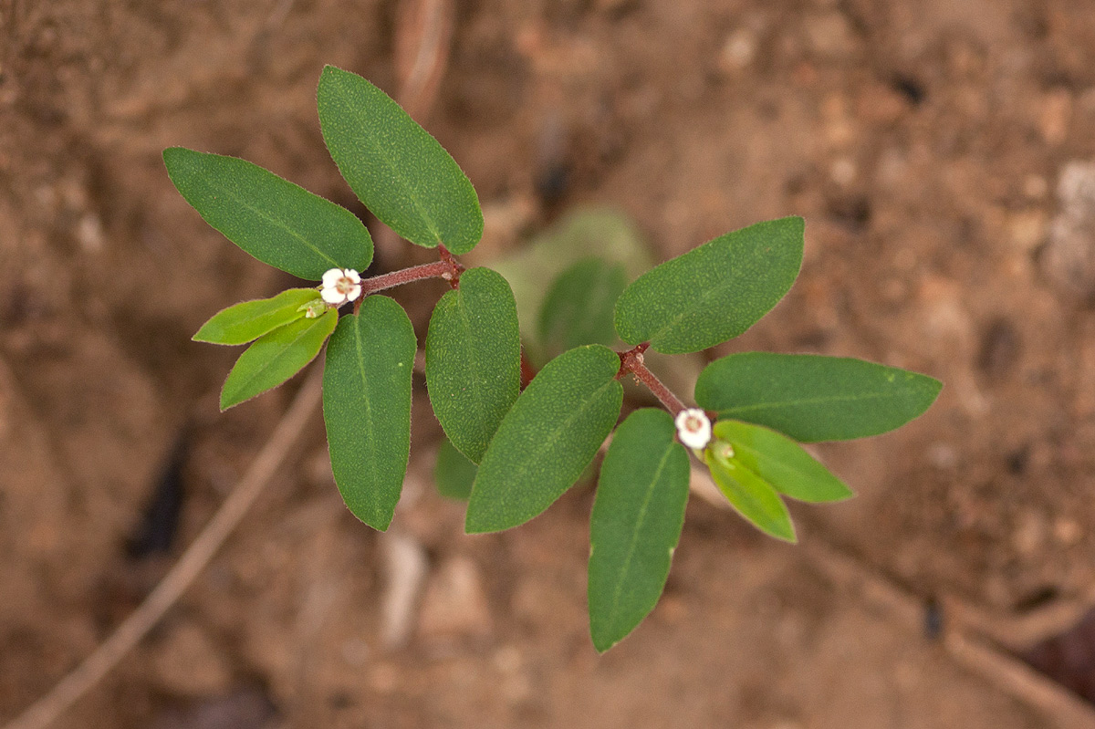Euphorbia tettensis