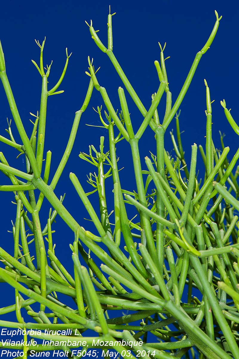 Euphorbia tirucalli