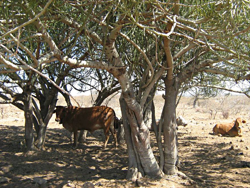 Euphorbia tirucalli Euphorbia tirucalli