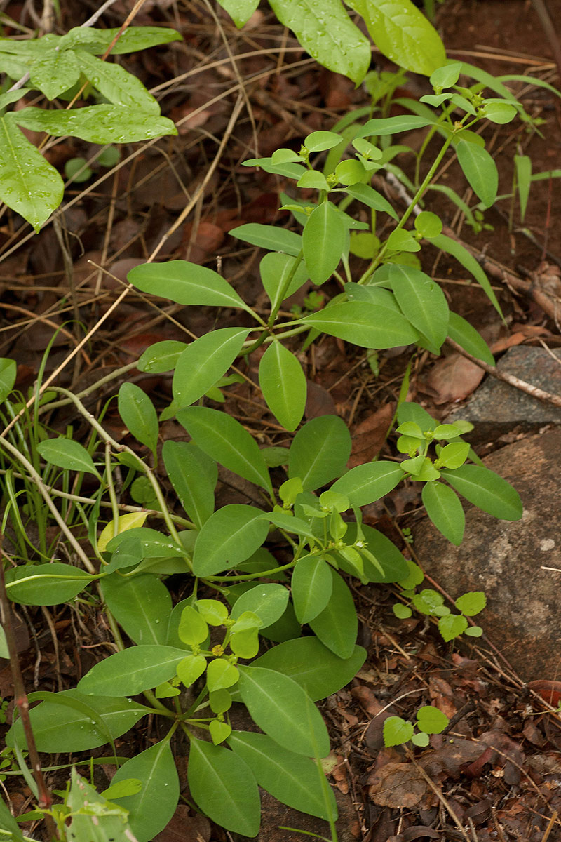 Euphorbia transvaalensis