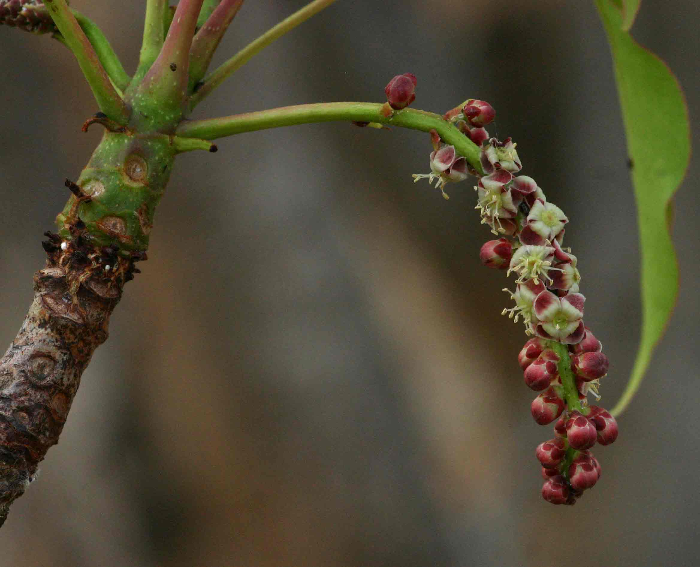 Sclerocarya birrea subsp. afra Sclerocarya birrea subsp. afra