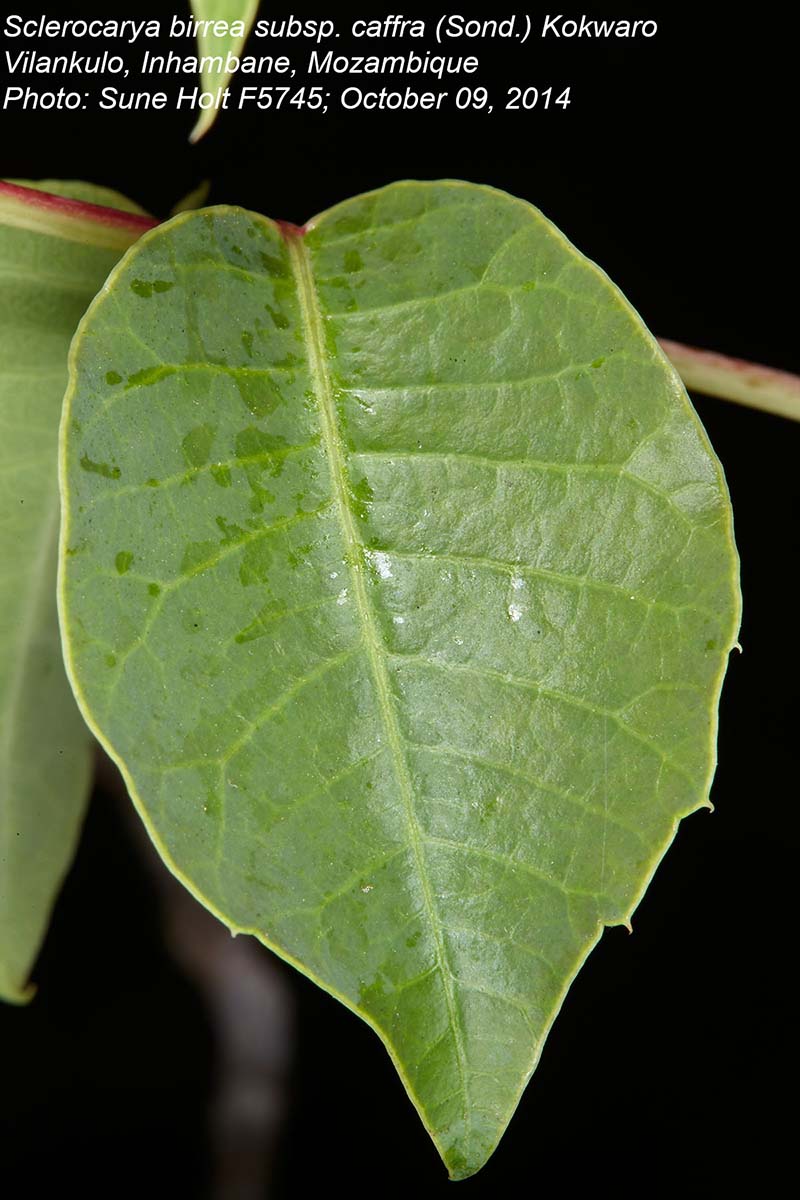 Sclerocarya birrea subsp. afra