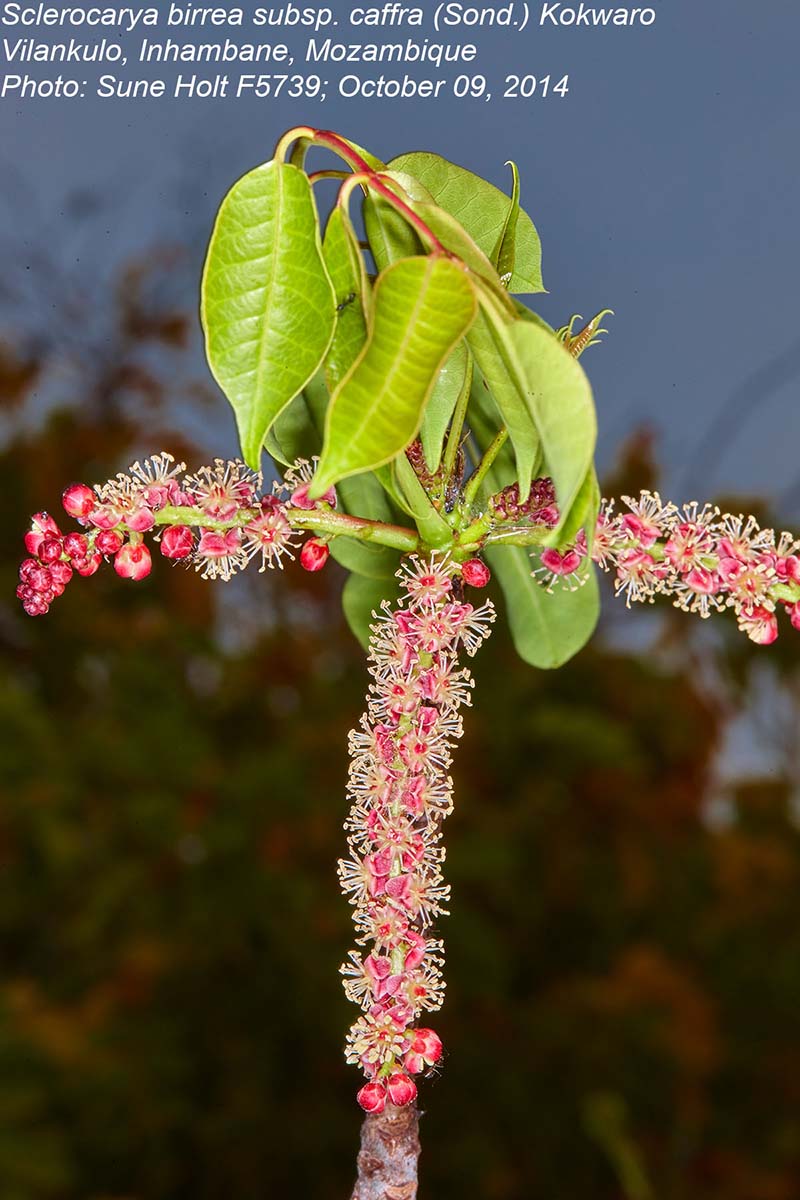 Sclerocarya birrea subsp. afra